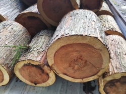 杉の切り株